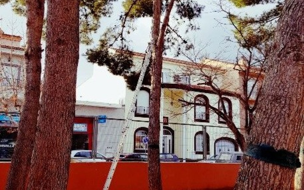 ProcesionariaPinosW_A_Mozart-1
