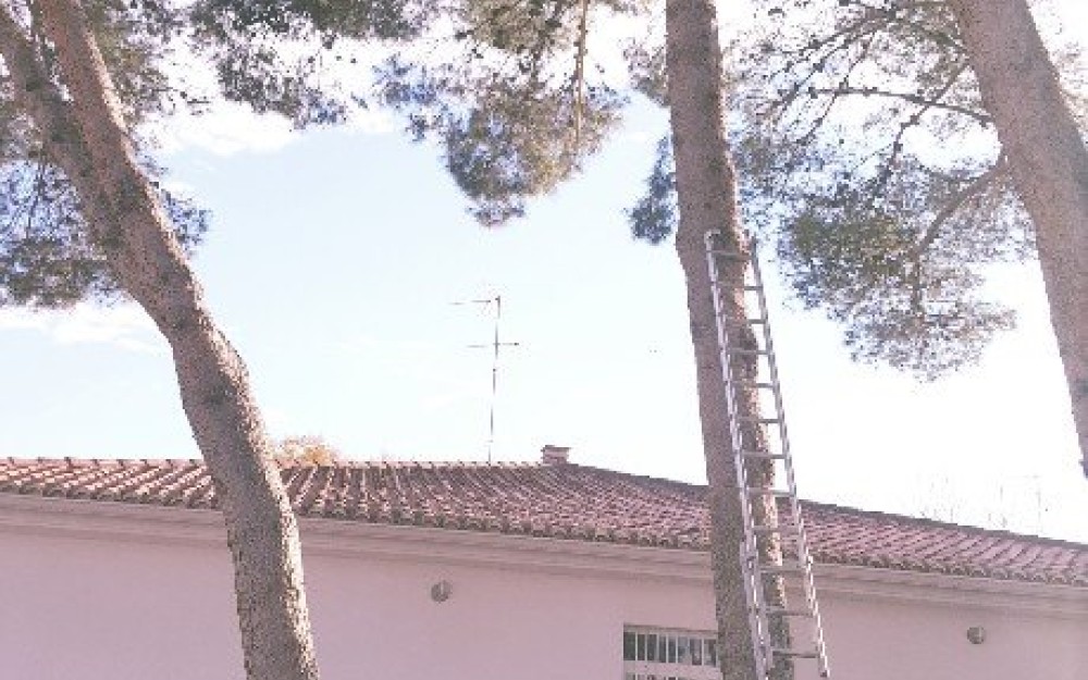ProcesionariaPinosW_A_Mozart-2