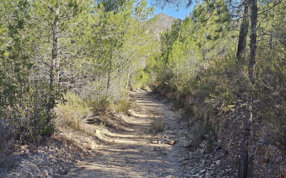 camino_forestal_2