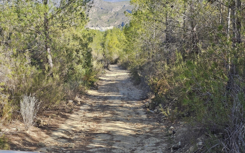camino_forestal_3