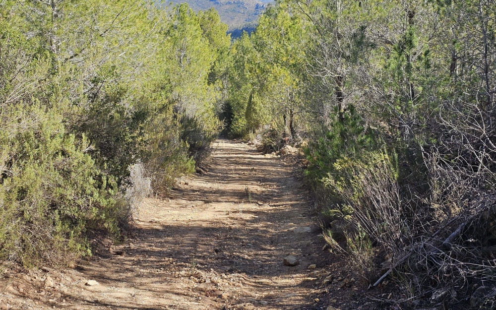camino_forestal_4