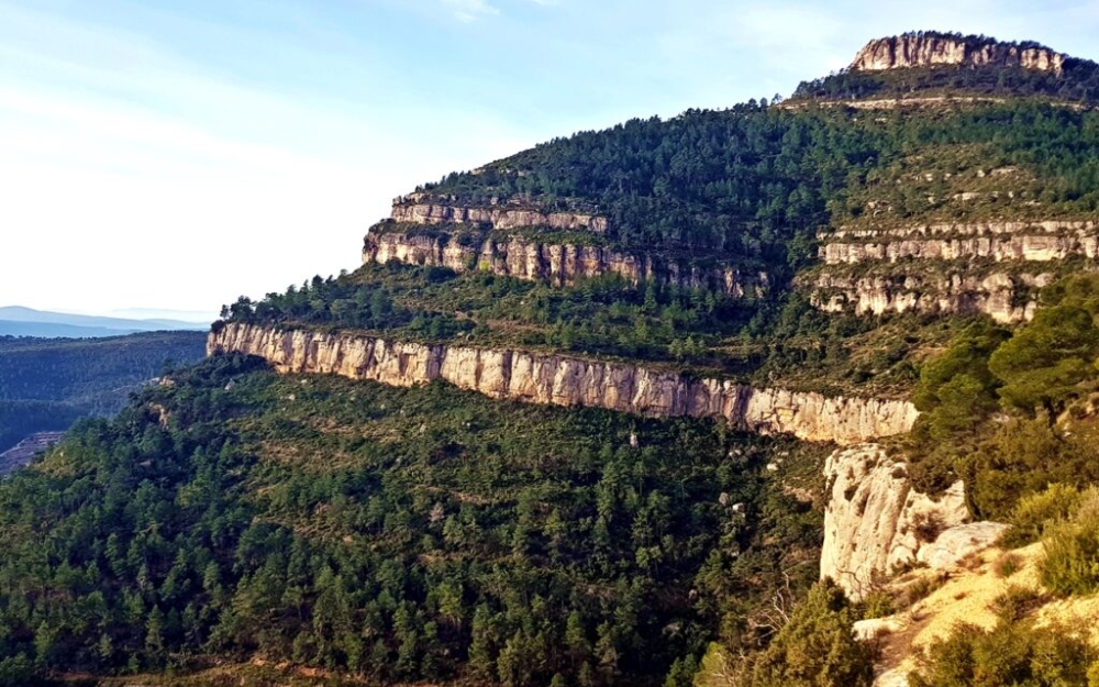 pinos