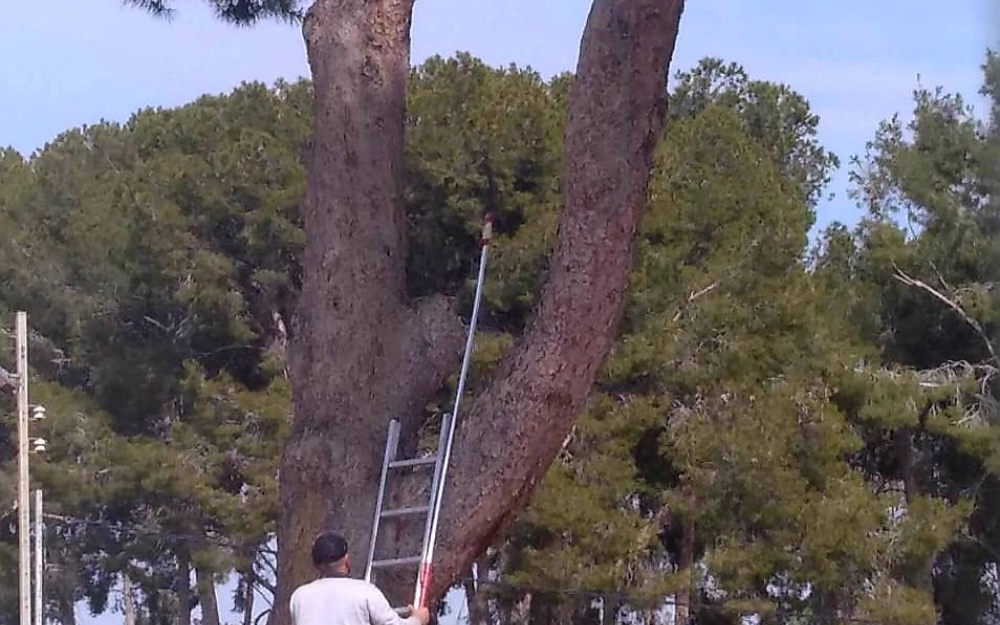tratamiento_procesionaria