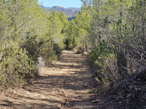 camino_forestal_4